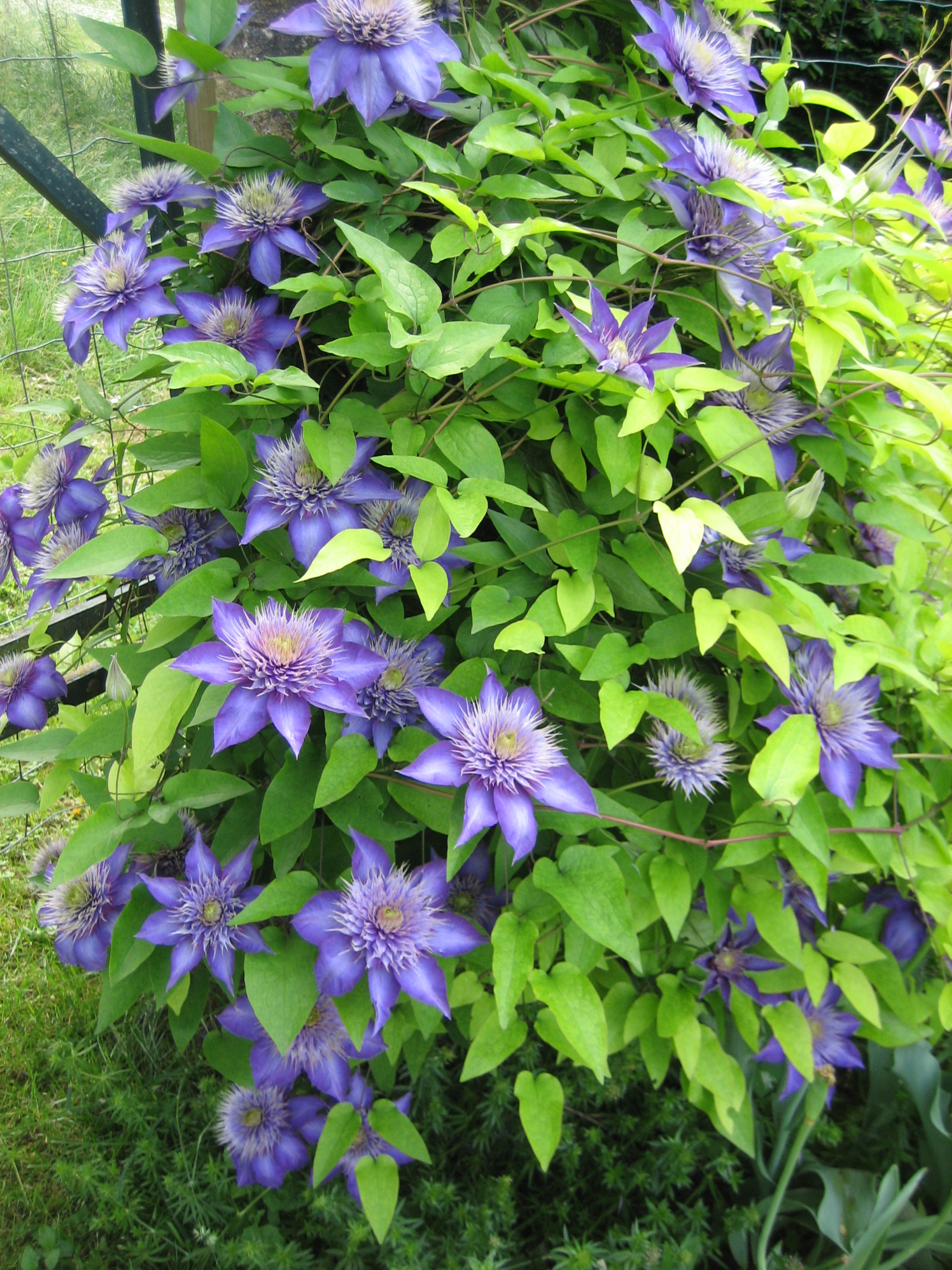 Clematis 'Multi Blue'